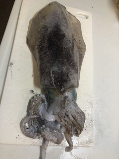 アオリイカ最高記録2.92kg.jpg
