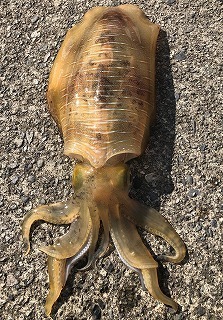 船アオリイカ陸揚げ.jpg